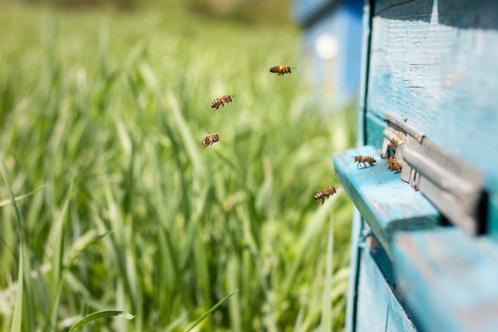 Protégeons nos abeilles des frelons asiatiques !